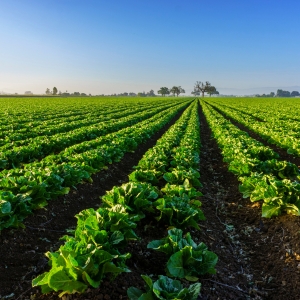 Rows of green crops on farming land